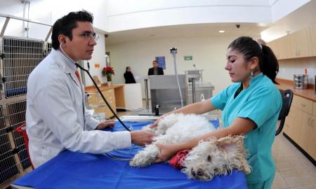 CREAN EN LA UNAM SISTEMA DE DETECCIÃ“N DE PULSO CARDIACO PARA ANIMALES