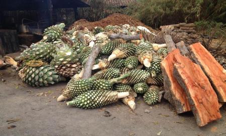 EN MESOAMÃ‰RICA CONOCÃAN LA DESTILACIÃ“N ANTES DE LA LLEGADA DE LOS ESPAÃ‘OLES