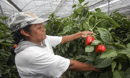 ProducciÃ³n nacional de chile alcanza 2.3 millones de toneladas