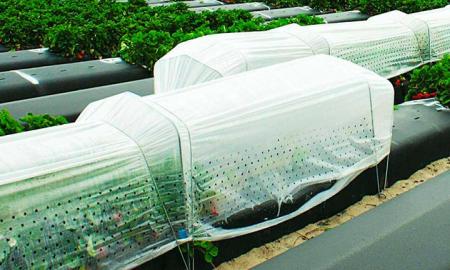 Conoce los tipos de estructura para la agricultura protegida