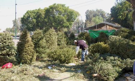 CAMPAÃ‘A â€œÃRBOL POR ÃRBOLâ€ EN IZTAPALAPA