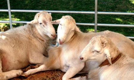 La producciÃ³n de carne de borrego, modesta pero rendidora