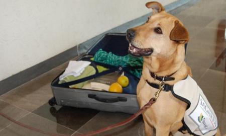 Los Perros del CENADUC, hÃ©roes nacionales