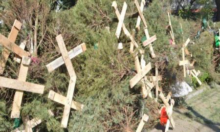 Canjea tu Ã¡rbol navideÃ±o por una planta