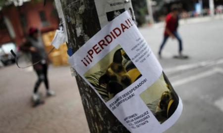 AUMENTA EL ROBO DE ANIMALES EN LA CIUDAD DE MÃ‰XICO