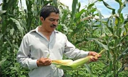 PIMAF, maÃ­z y frijol una sociedad muy productiva