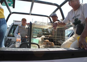 DECOMISADOS 115 LITROS DE BEBIDAS ALCOHÓLICAS Y 11 PERROS CACHORROS EN TIANGUIS DE AVENIDA TEXCOCO