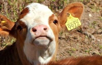 Aretes amarillos, identificación y movilización animal sin riesgo