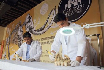 COMIENZA RESTAURACIÓN DE MAMUT DESCUBIERTO EN GALEANA, NUEVO LEÓN