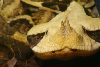 CON UNA ALIANZA MUNDIAL EN LA QUE PARTICIPA LA UNAM, ENFRENTAN LA CRISIS DE ANTIVENENOS EN ÁFRICA