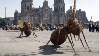 Trasladan a Zócalo Capitalino exposición de hormigas gigantes