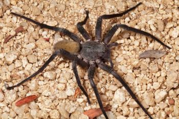 APRECE NUEVA ARAÑA VENENOSA EN MÉXICO