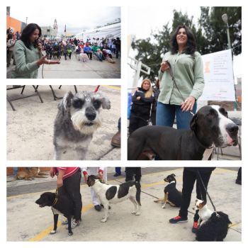 ANIMALÍZATE REANUDA IZTAPALAPA CAMPAÑA DE ESTERILIZACIÓN GRATUITA