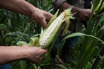 MÉXICO DEBE APROVECHAR NEGOCIACIÓN DEL TLCAN PARA BUSCAR SU DESARROLLO INTERNO: ESPECIALISTAS DE LA UNAM