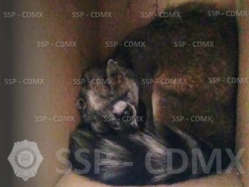 RESCATA SSP-CDMX A ESPECIE EN PELIGRO DE EXTINCIÓN