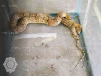 RESCATA SSP-CDMX A SERPIENTE Y ATIENDE REPORTE POR MORDEDURA