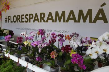 INSTALAN DMH Y SAGARPA FLORES PARA MAMÁ
