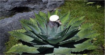 Impulsa IPN aprovechamiento integral del agave en Oaxaca