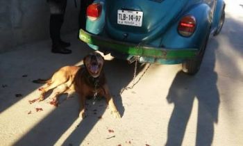 CAPTAN A TAXISTA MALTRATANDO A UN PERRO EN OAXACA