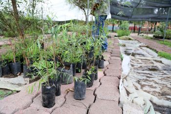 CREAN PROGRAMA PARA EL RESCATE Y CONSERVACIÓN DEL AHUEJOTE EN TLÁHUAC