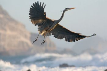 CANAL ONCE ESTRENA LA SERIE DOCUMENTAL DE NATURALEZA ISLAS DE MÉXICO