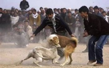 APRUEBA SENADO CÁRCEL PARA ORGANIZADORES DE PELEAS DE PERROS