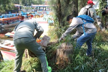 REALIZAN LIMPIEZA DE CANALES PARA FACILITAR LA NAVEGACIÓN DE CHINAMPEROS EN XOCHIMILCO