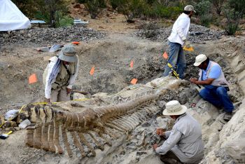 DESTACADA PARTICIPACIÓN DEL INAH EN EL XV CONGRESO NACIONAL DE PALEONTOLOGÍA