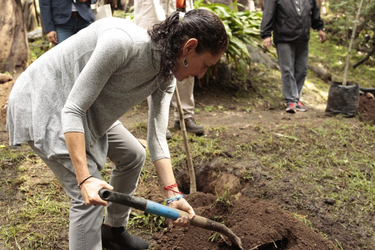 Este año más de 10 mil árboles en Tlalpan, Claudia Sheinbaum