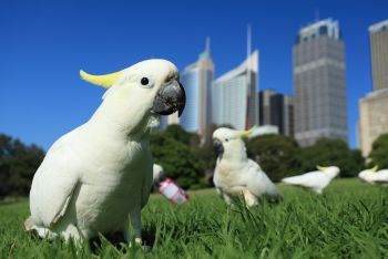 CANAL ONCE PRESENTA EL DOCUMENTAL UN MUNDO DE LOROS