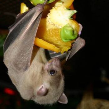 CERCA DE 20 ESPECIES DE MURCIÉLAGOS EN MÉXICO ESTÁN AMENAZADAS O EN PELIGRO DE EXTINCIÓN