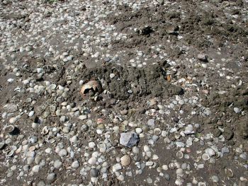 DESCUBREN MÁS ENTIERROS PREHISPÁNICOS CON DOBLE INHUMACIÓN EN PLAYAS DE BCS