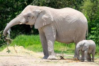 CRÍA DE ELEFANTE LLEGA A AFRICAM SAFARI