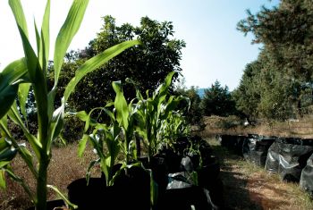 UNAM CREA PROGRAMA LA MILPA SUSTENTABLE, UNA CRUZADA CONTRA EL HAMBRE