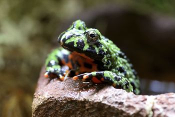 Documental Cuenta regresiva de los amos de la naturaleza, por Canal Once