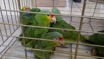 PARTICIPA ACADÉMICA DE LA UNAM EN COLABORACIÓN MÉXICO-UNIÓN EUROPEA SOBRE COMERCIO DE VIDA SILVESTRE