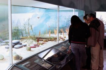Invita Museo de Historia Natural a noche de museos de julio