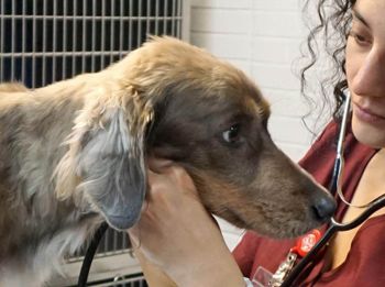 DESARROLLAN EN LA UNAM MEDICAMENTO PARA TRATAMIENTO DEL MOQUILLO