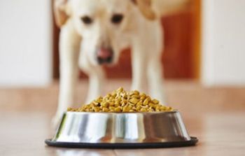¿Por qué el alimento de mi mascota trae registro SAGARPA?