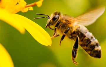 ¿Qué es africanización de las abejas?