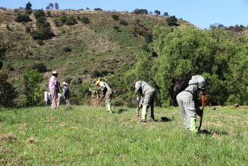 REFORESTAN ÁREAS VERDES EN XOCHIMILCO