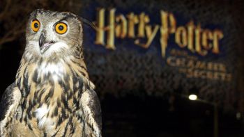 SE DESATA COMPRA DE BÚHOS POR HARRY POTTER