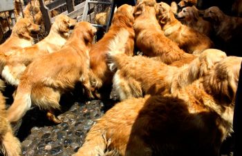 RESCATA IZTAPALAPA 38 PERROS AL APLICAR VISITA DE VERIFICACIÓN EN CRIADERO CLANDESTINO