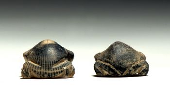 BRAZALETES DE CONCHAS MARINAS DAN IDENTIDAD A LOS PUEBLOS DEL DESIERTO DE SONORA