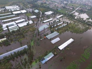 CULTIVOS DE PLANTAS DE ORNATO AFECTADOS POR COLAPSO DE DRENAJE