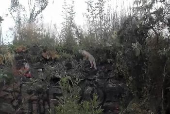 ENCUENTRAN UNA ZORRA GRIS EN LA RESERVA ECOLÓGICA DE LA UNAM