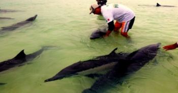 Activa colaboración del IPN en atención a varamientos de mamíferos marinos