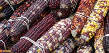 TRANSGÉNICO EL 90 POR CIENTO DEL MAÍZ DE LAS TORTILLAS EN MÉXICO: ACADÉMICA DE LA UNAM