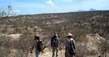 Estudian investigadores del CICIMAR y la UABCS ballena de 20 millones de años
