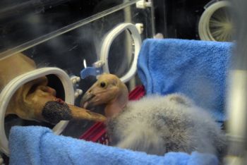 Reintroducen a su medio natural a cóndores de California nacidos en Zoológico de Chapultepec
